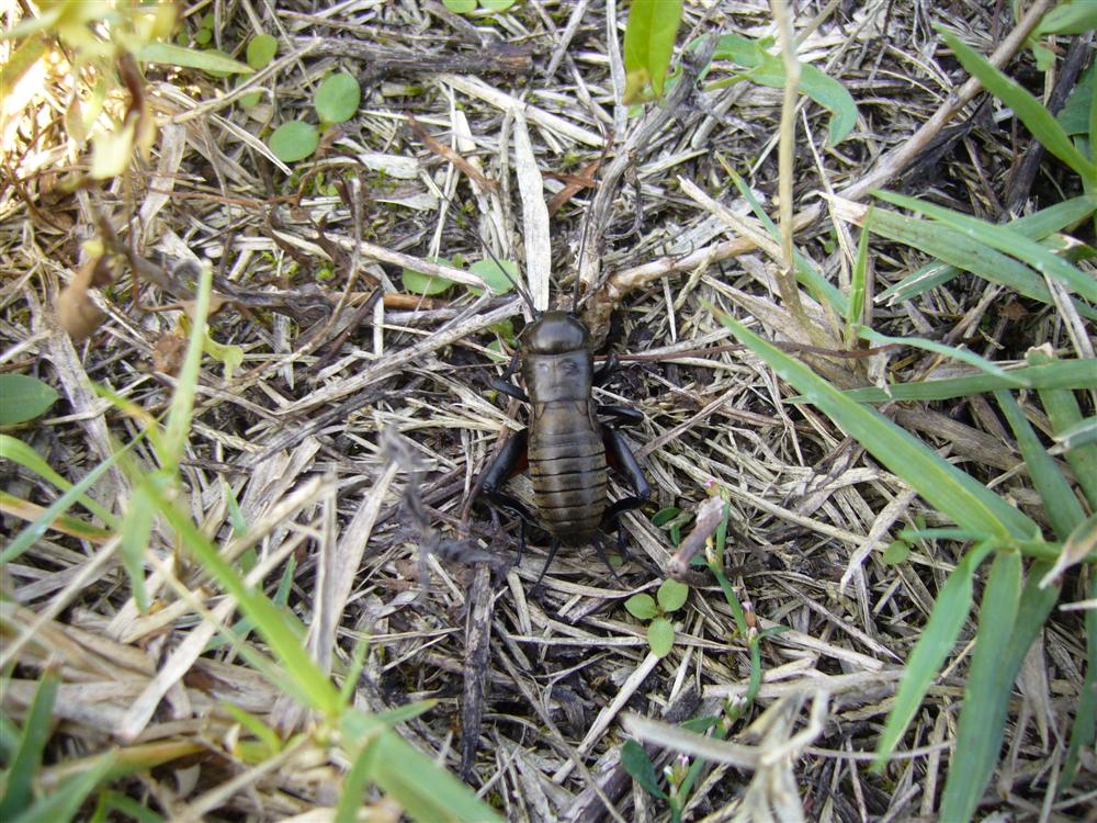 Grilli: Eumodicogryllus bordigalensis e Gryllus campestris